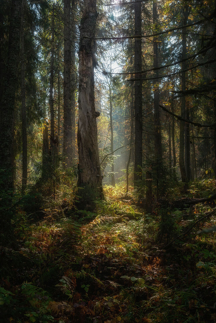 Olga Sharikova. Dense and not so dense forests. Protected trails of the Urals, Perm Krai, October 2024. Vetlan is one of the most famous attractions of the Perm Krai. Both solo tourists and organized groups come here, including those specializing in photography. But most of the shots show a view of the Vishera River, opening up from different viewing points of this rock formation. But there is also a very beautiful forest here! Rays of autumn sun break through the sparse foliage, softly illuminating the rusty grass and ferns. Feet sink into moss and fallen pine needles. The path winds between the trees, sometimes disappearing, sometimes appearing again, and still leads to the bank of the Vishera.