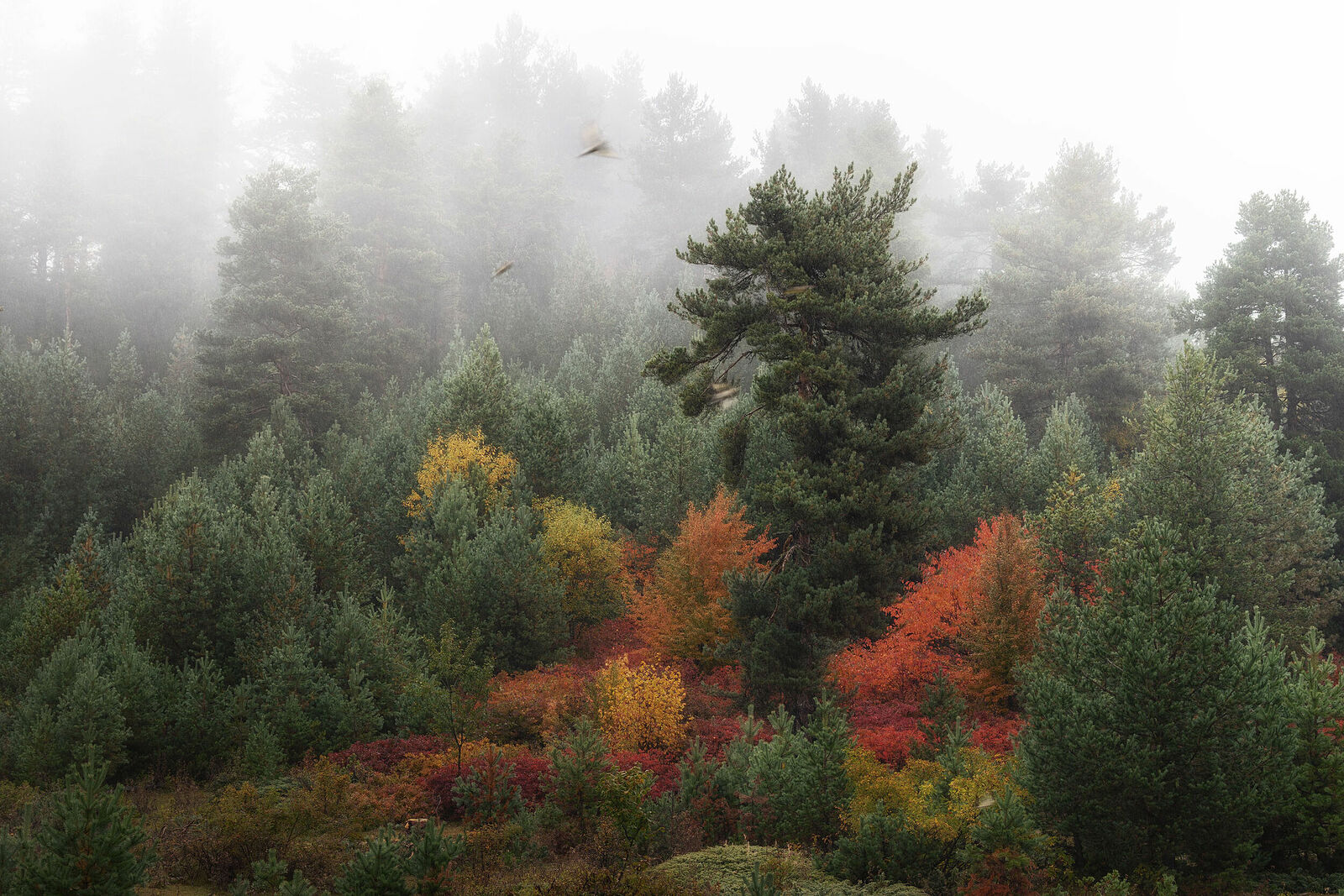 Olga Sharikova. Dense and not so dense forests. Guardian of the Misty Forest. Svaneti, October 2024.