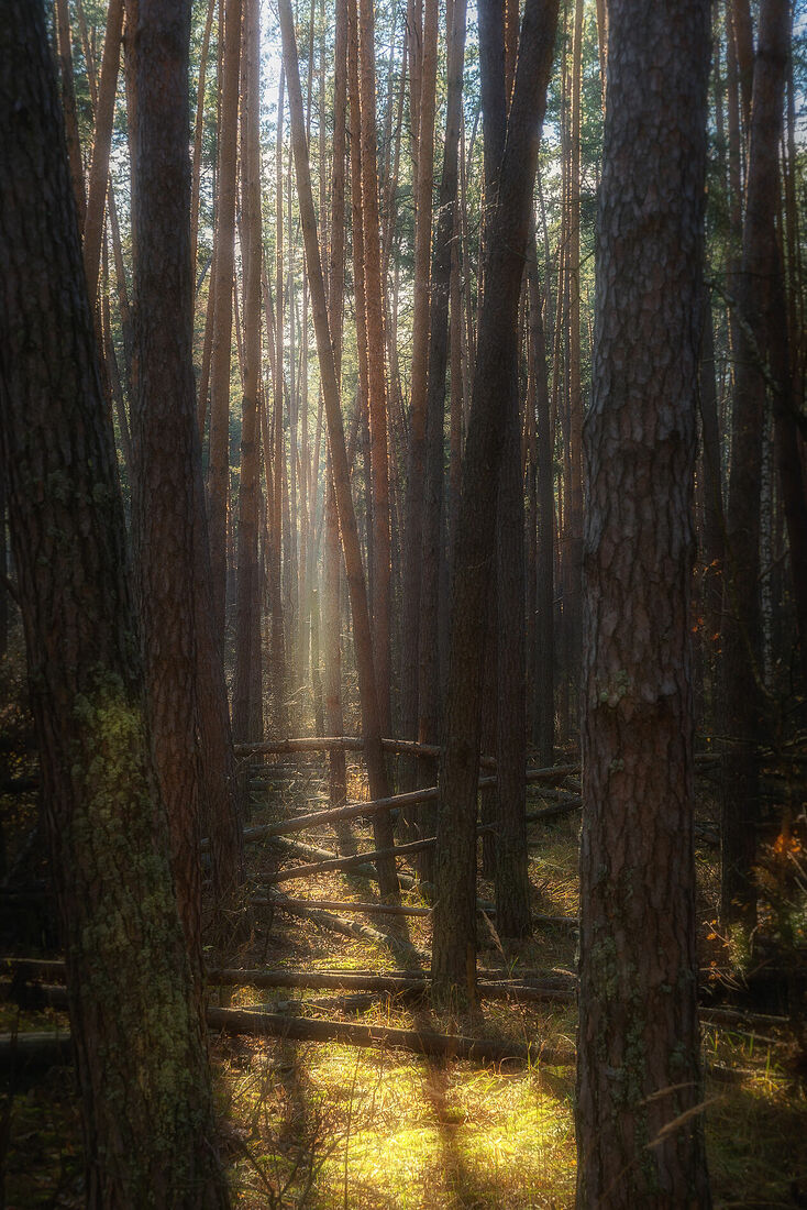 Olga Sharikova. Dense and not so dense forests. Place under the pines. Voronezh Nature Reserve named after V.M. Peskov, November 2023.