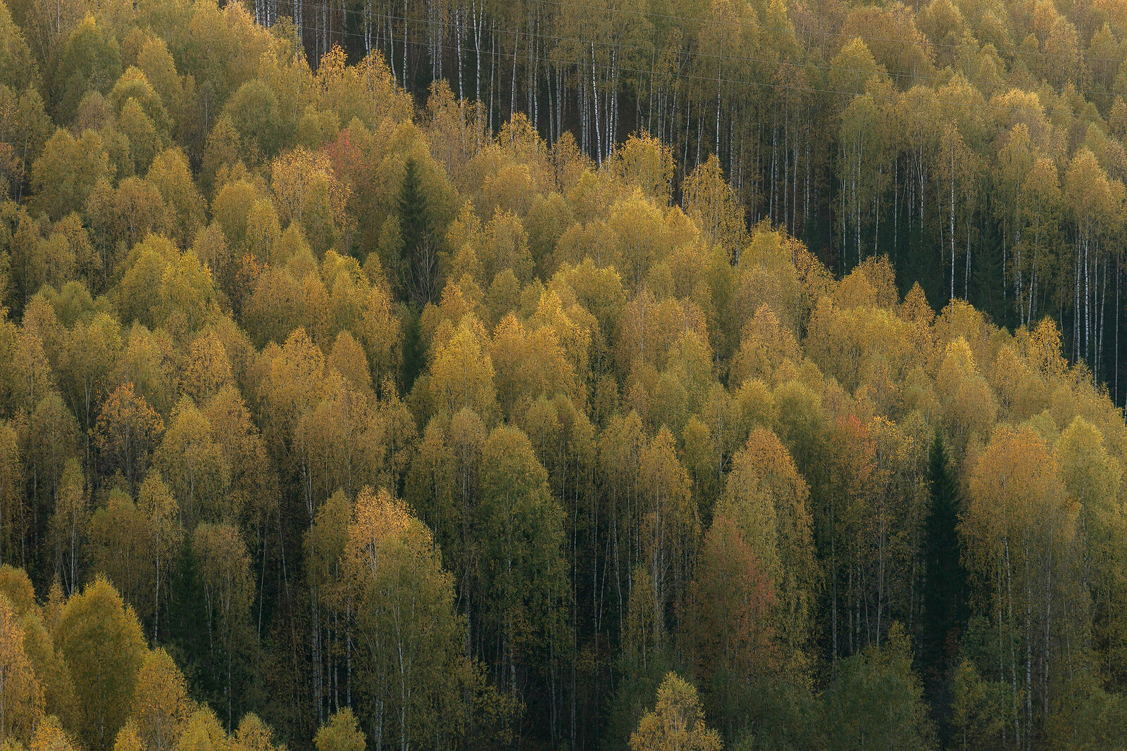 Olga Sharikova. Dense and not so dense forests. Ural Monisto. Perm region, bank of the Kosva river. September 2024 Several years ago, on the high bank of the Kosva River, the scenery for the film "The Heart of Parma" was erected, and since then it has invariably been included in the list of must-see tourist places. The view of the river and the endless forest from the hill is truly stunning! The thin-trunked, slender birches grow very densely and it is impossible to count them. A light wind plays with the small yellow leaves, like gilded coins on a woman’s jewelry, and if you listen closely, it seems that they really are quietly ringing...