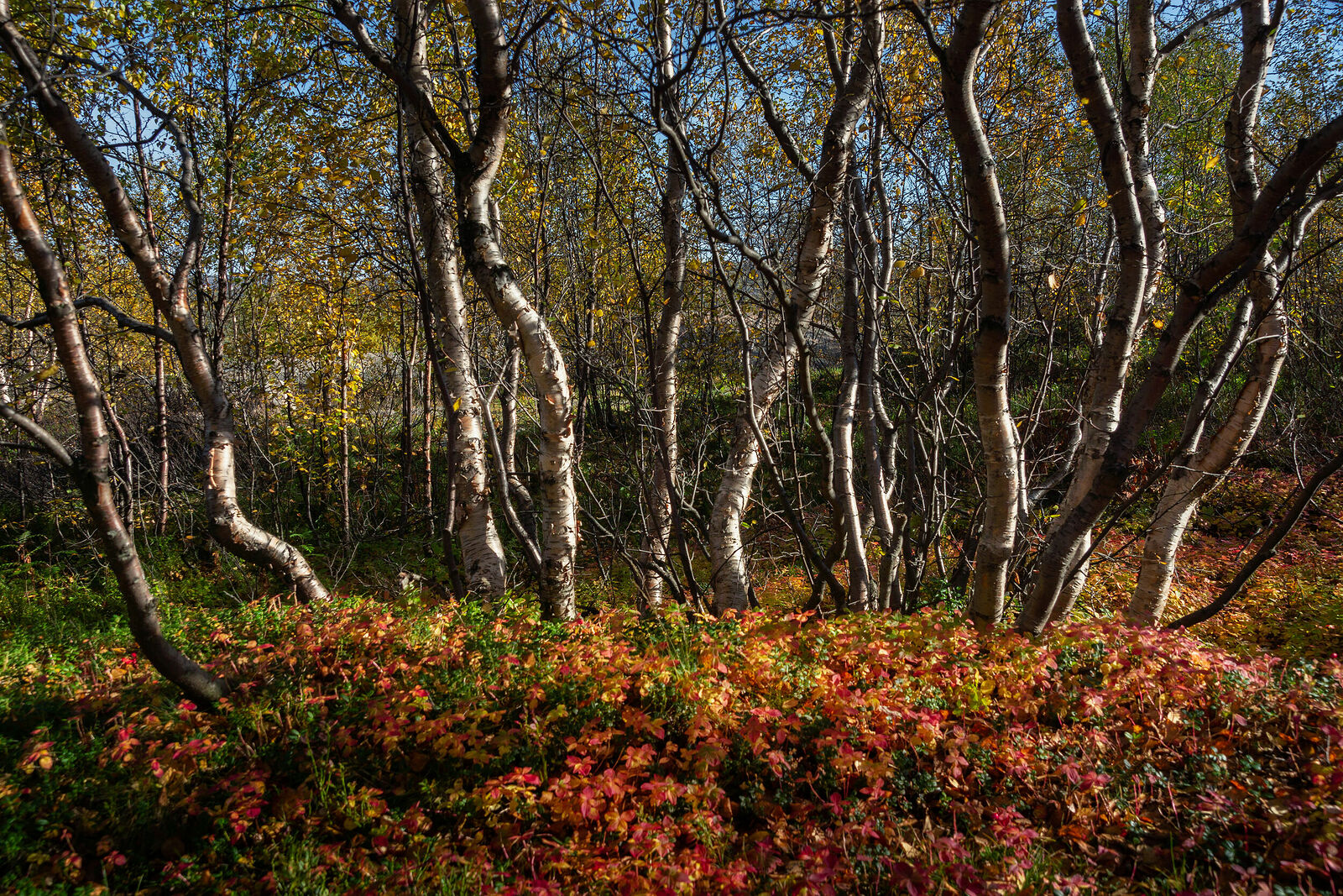 Olga Sharikova. Dense and not so dense forests. Rhythms of Gorelaya Sopka. Murmansk, September 2023.