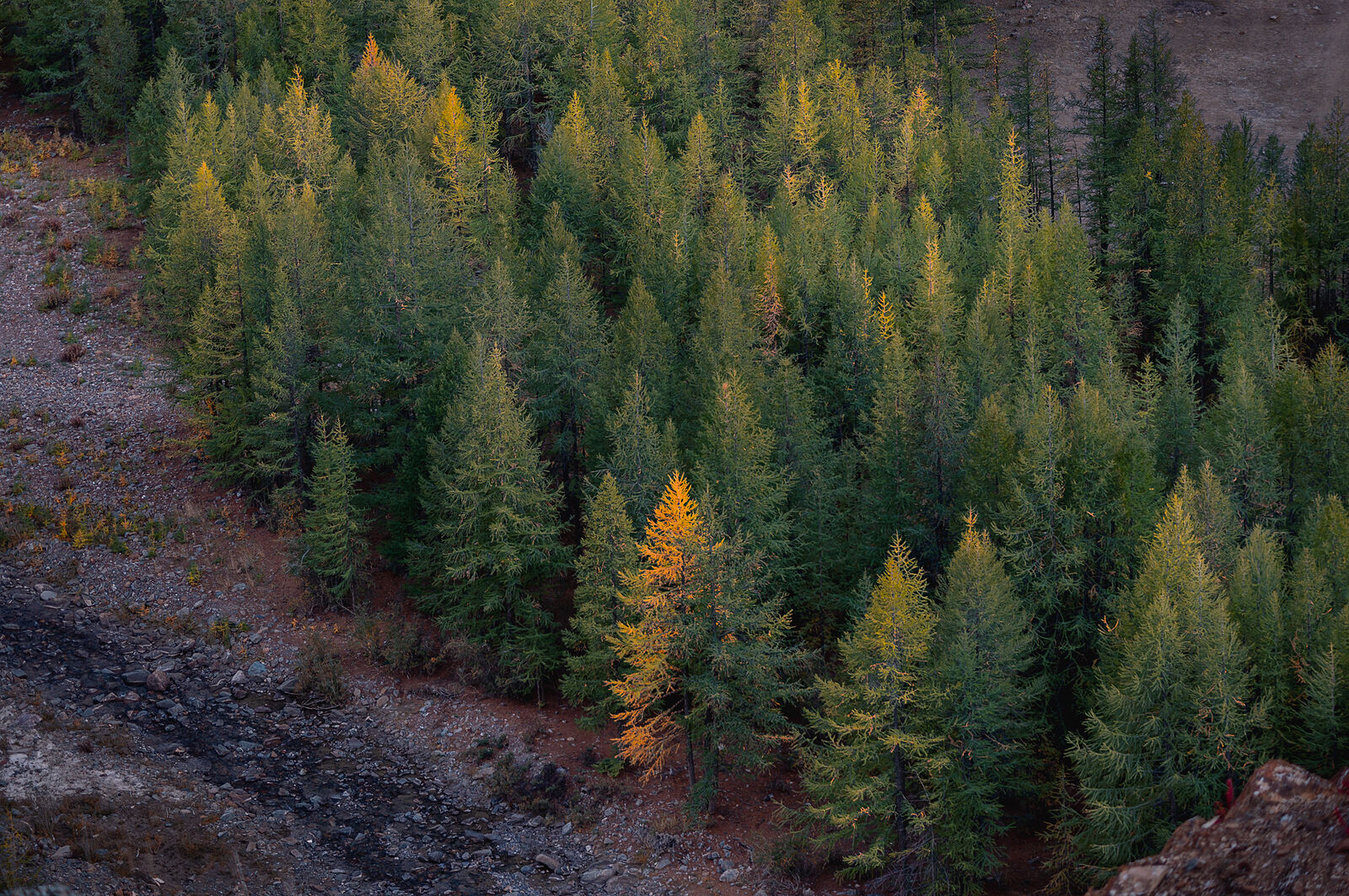Olga Sharikova. Dense and not so dense forests. In a yellow sundress. Altai, 2022