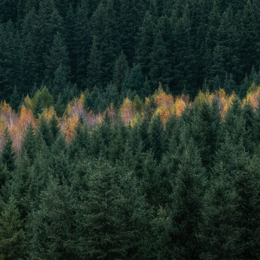 Olga Sharikova. Dense and not so dense forests. The border. Karakol Gorge, Kyrgyzstan. September 2025.
