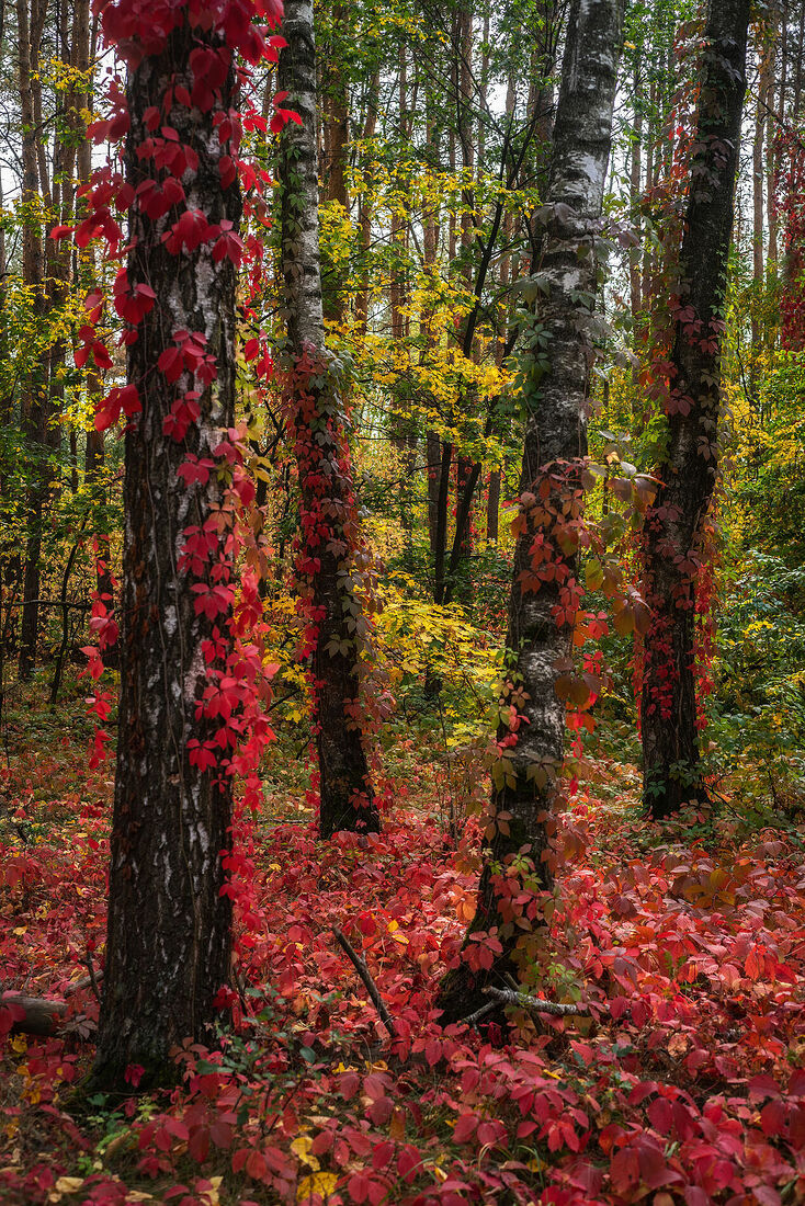 Olga Sharikova. Dense and not so dense forests. Voronezh, September 2025